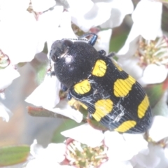 Castiarina australasiae at Stromlo, ACT - 13 Dec 2022