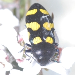 Castiarina australasiae at Stromlo, ACT - 13 Dec 2022