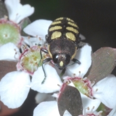 Castiarina decemmaculata (Ten-spot Jewel Beetle) at Block 402 - 13 Dec 2022 by Harrisi