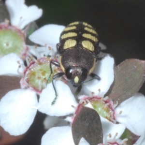 Castiarina decemmaculata at Molonglo Valley, ACT - 13 Dec 2022