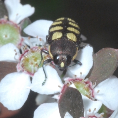 Castiarina decemmaculata (Ten-spot Jewel Beetle) at Block 402 - 13 Dec 2022 by Harrisi
