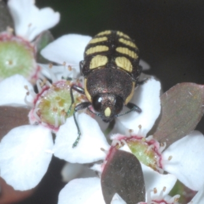 Castiarina decemmaculata (Ten-spot Jewel Beetle) at Denman Prospect 2 Estate Deferred Area (Block 12) - 13 Dec 2022 by Harrisi