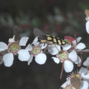 Castiarina decemmaculata at Molonglo Valley, ACT - 13 Dec 2022