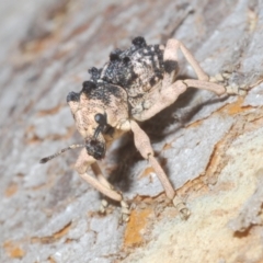 Aades cultratus (Weevil) at Stromlo, ACT - 13 Dec 2022 by Harrisi