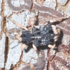 Aades cultratus at Stromlo, ACT - 13 Dec 2022