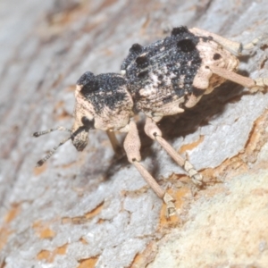 Aades cultratus at Stromlo, ACT - 13 Dec 2022