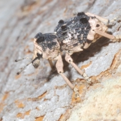 Aades cultratus at Stromlo, ACT - 13 Dec 2022