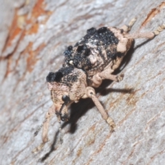 Aades cultratus at Stromlo, ACT - 13 Dec 2022 06:14 PM