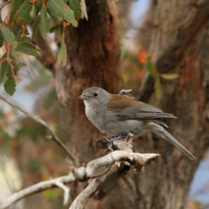 Colluricincla harmonica at Paddys River, ACT - 15 Dec 2022 12:56 PM