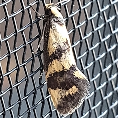 Olbonoma triptycha (Chezela Group) at Gundaroo, NSW - 16 Dec 2022 by Gunyijan