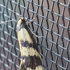 Olbonoma triptycha at Gundaroo, NSW - 16 Dec 2022