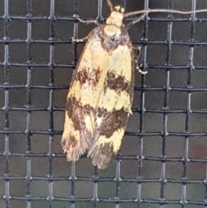 Olbonoma triptycha at Gundaroo, NSW - 16 Dec 2022