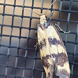 Olbonoma triptycha at Gundaroo, NSW - 16 Dec 2022