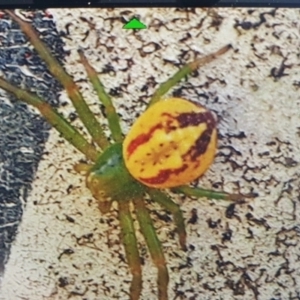 Australomisidia rosea at Summerhill, TAS - 1 Nov 2020