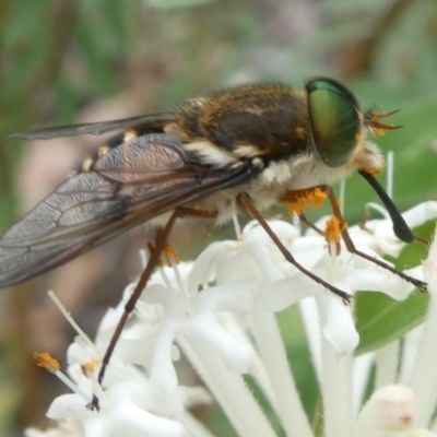 Copidapha maculiventris (March fly) at Paddys River, ACT - 2 Dec 2022 by RogerF