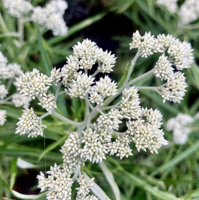 Cassinia longifolia (Shiny Cassinia, Cauliflower Bush) at Kowen, ACT - 14 Dec 2022 by Komidar