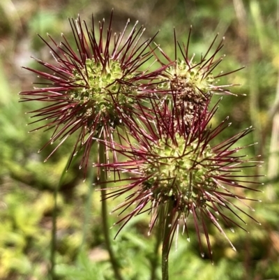 Acaena novae-zelandiae (Bidgee Widgee) at QPRC LGA - 12 Dec 2022 by Komidar