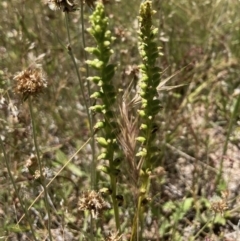 Microtis sp. (Onion Orchid) at Wamboin, NSW - 11 Dec 2022 by Komidar