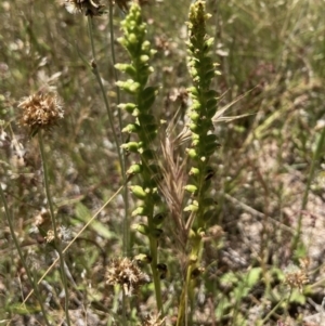 Microtis sp. at Wamboin, NSW - 11 Dec 2022