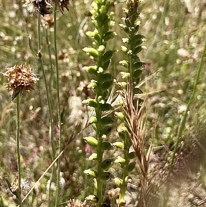 Microtis sp. at Wamboin, NSW - 11 Dec 2022