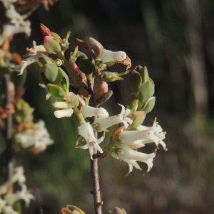 Brachyloma daphnoides at Chisholm, ACT - 15 Oct 2022