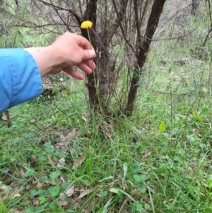 Craspedia variabilis at Michelago, NSW - 7 Nov 2021