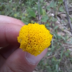 Craspedia variabilis at Michelago, NSW - 7 Nov 2021