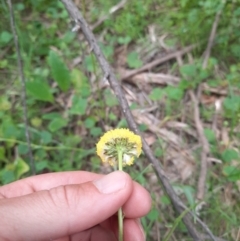 Craspedia variabilis at Michelago, NSW - 7 Nov 2021