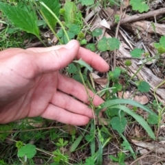 Craspedia variabilis at Michelago, NSW - 7 Nov 2021