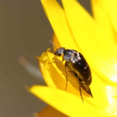 Mordella sp. (genus) (Pintail or tumbling flower beetle) at Dryandra St Woodland - 15 Dec 2022 by ConBoekel