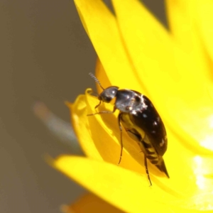 Mordella sp. (genus) at O'Connor, ACT - 15 Dec 2022