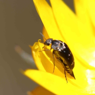Mordella sp. (genus) (Pintail or tumbling flower beetle) at O'Connor, ACT - 15 Dec 2022 by ConBoekel