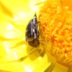 Mordella sp. (genus) at O'Connor, ACT - 15 Dec 2022