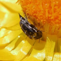 Mordella sp. (genus) at O'Connor, ACT - 15 Dec 2022