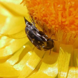 Mordella sp. (genus) at O'Connor, ACT - 15 Dec 2022