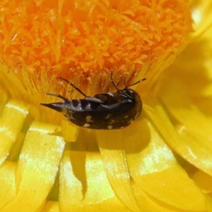 Mordella sp. (genus) at O'Connor, ACT - 15 Dec 2022