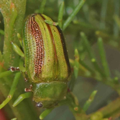 Calomela juncta (Leaf beetle) at Dryandra St Woodland - 15 Dec 2022 by ConBoekel