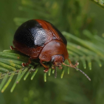 Dicranosterna immaculata (Acacia leaf beetle) at Dryandra St Woodland - 15 Dec 2022 by ConBoekel