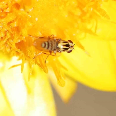 Chloromerus sp. (Chloropid fly) at Dryandra St Woodland - 15 Dec 2022 by ConBoekel