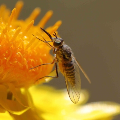 Australiphthiria hilaris (Slender Bee Fly) at Dryandra St Woodland - 15 Dec 2022 by ConBoekel