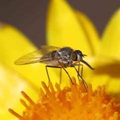 Australiphthiria hilaris at O'Connor, ACT - 15 Dec 2022