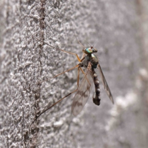Dolichopodidae (family) at O'Connor, ACT - 15 Dec 2022