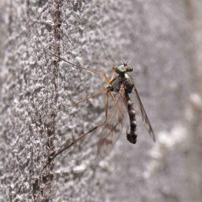 Dolichopodidae (family) (Unidentified Long-legged fly) at Dryandra St Woodland - 15 Dec 2022 by ConBoekel