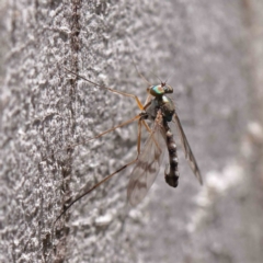 Dolichopodidae (family) (Unidentified Long-legged fly) at O'Connor, ACT - 15 Dec 2022 by ConBoekel