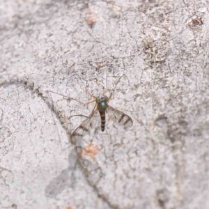 Dolichopodidae (family) at O'Connor, ACT - 15 Dec 2022 01:05 PM