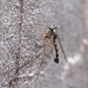 Dolichopodidae (family) at O'Connor, ACT - 15 Dec 2022 01:05 PM