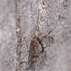 Dolichopodidae (family) at O'Connor, ACT - 15 Dec 2022