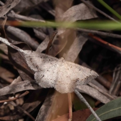 Taxeotis intextata (Looper Moth, Grey Taxeotis) at Dryandra St Woodland - 15 Dec 2022 by ConBoekel