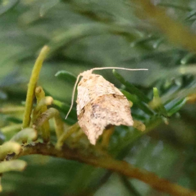 Epiphyas postvittana (Light Brown Apple Moth) at Dryandra St Woodland - 15 Dec 2022 by ConBoekel
