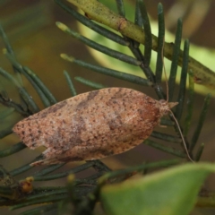 Epiphyas postvittana (Light Brown Apple Moth) at Dryandra St Woodland - 15 Dec 2022 by ConBoekel